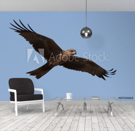 Image de Black kite Milvus migrans